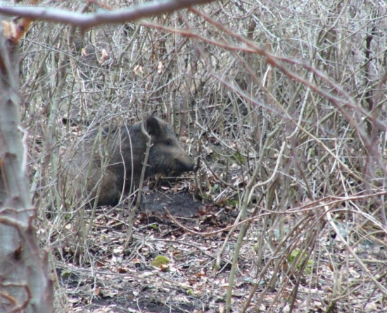 Zobudeny pri hladani zhodov