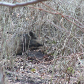 Zobudeny pri hladani zhodov