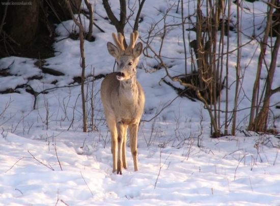 Zaliznutie pred krmoviskom.