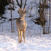 Zaliznutie pred krmoviskom.