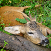 Na rannej postriežke.
