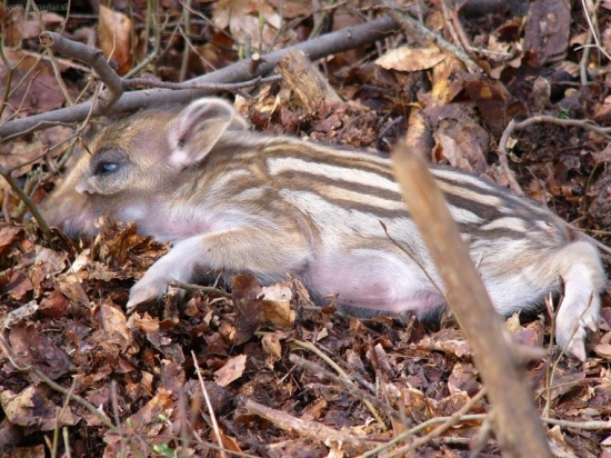 schovavajuce diviača