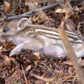 schovavajuce diviača