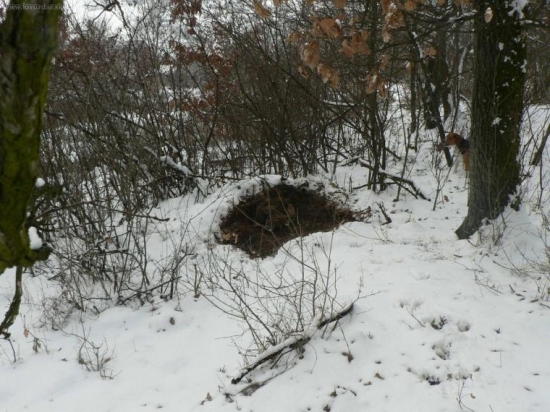 Nasiel ich moj psik sany