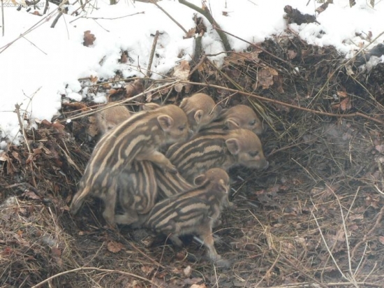 To su oni male diviaciky