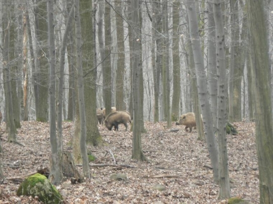 Vzadu je dalsi albin