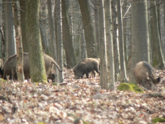 Tu este o mne nevedeli