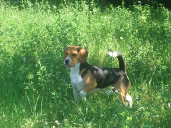 Nasiel ho moj psik sany