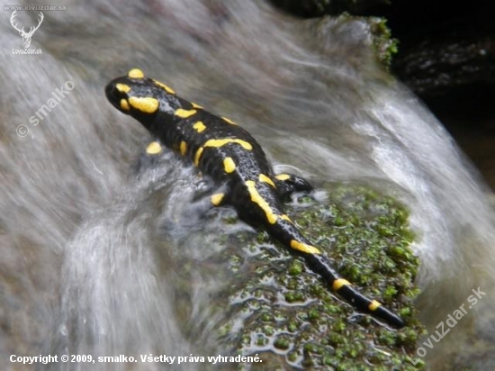 salamandra