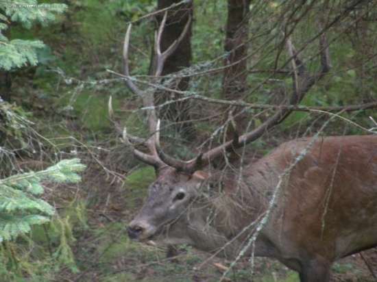 posledna jeho ruja po ruji zahinul