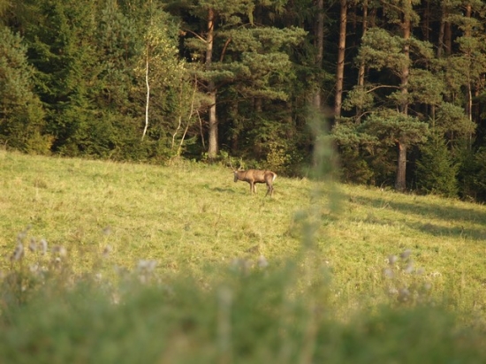 jelenik