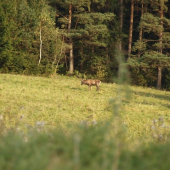 jelenik