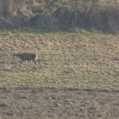 sam ako prst a bez parozia