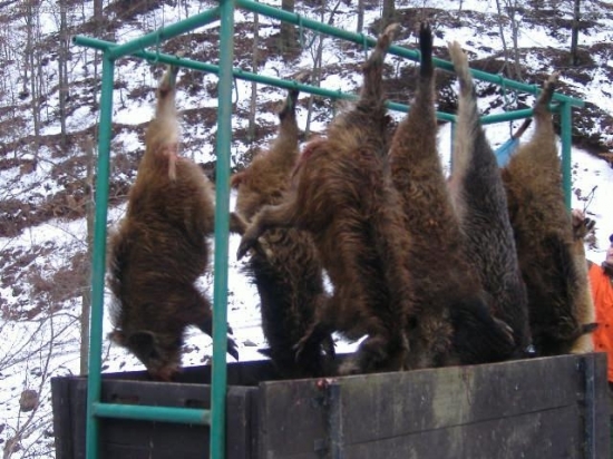 Spoločná poľovačka