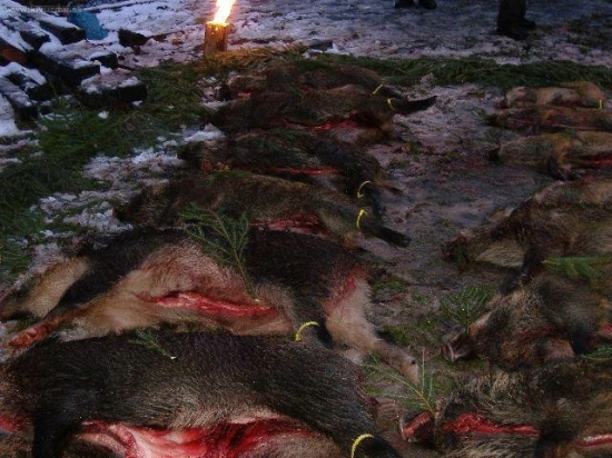 Spoločná poľovačka