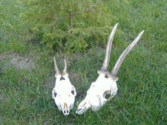 Moje vlaňajšie