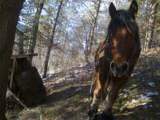 vyťahovanie valov senáže ku krmelcom pomocou koňa :)