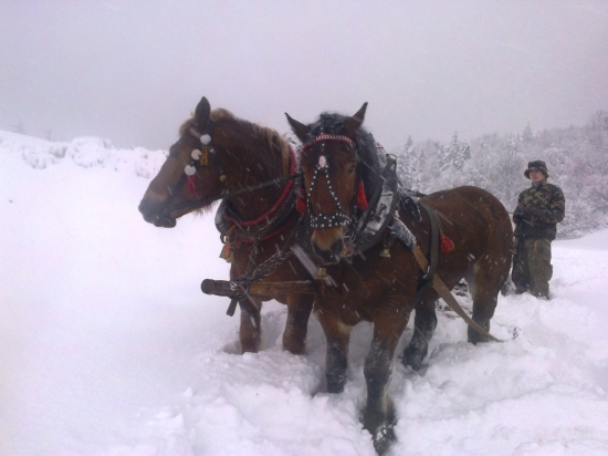 ked napadne vela snehu... vyviest krmivo do terunu sa da len pohonom 4X4 :)