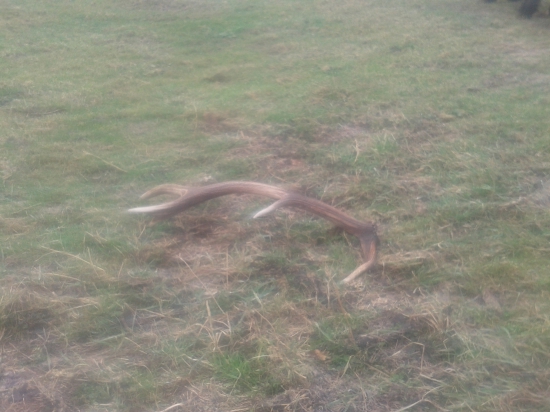 odmena za prikrmovanie