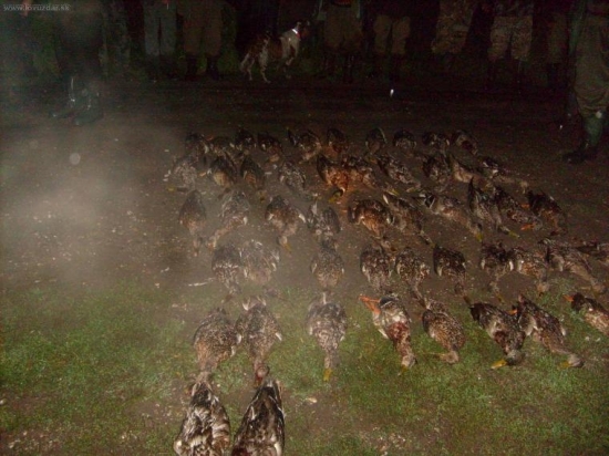 včera na spoločnej 52 kus