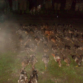 včera na spoločnej 52 kus