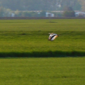 Drop veľký vo volnej prírode