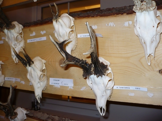 Poľovnícka výstava Báč