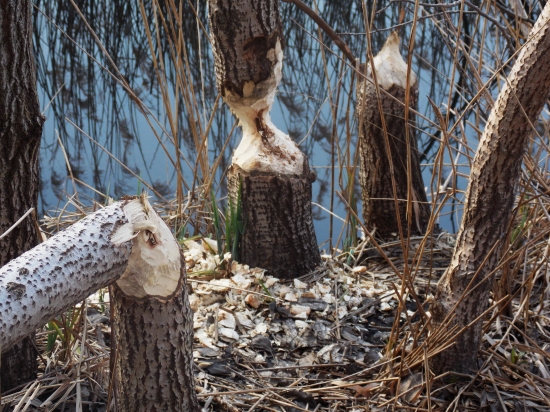 Bobor na žitnom ostrove