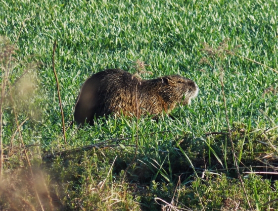 nutria