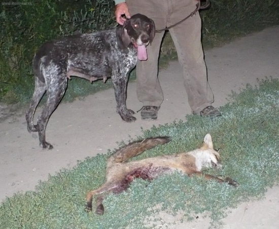 Líška strelená na mäkko