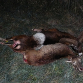 Môj prvý muflon a prvý baran