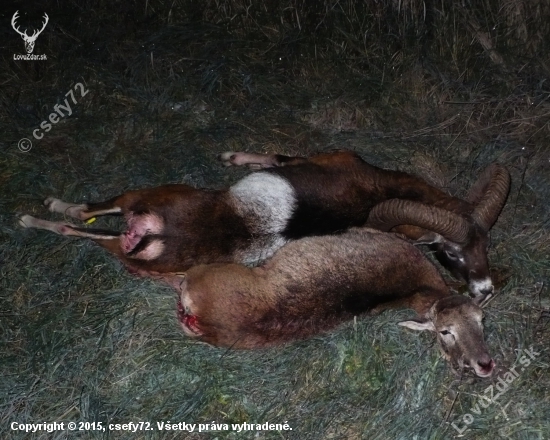 Môj prvý muflon a prvý baran