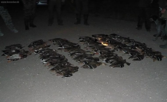 12 poľovníkov ,  54 kačíc