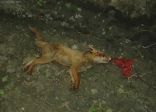 chorá líška,ulovená s 22LR
