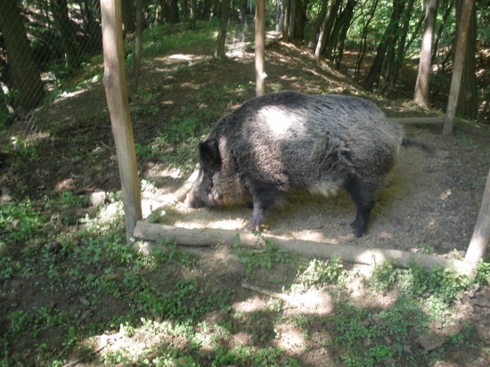 naša roza