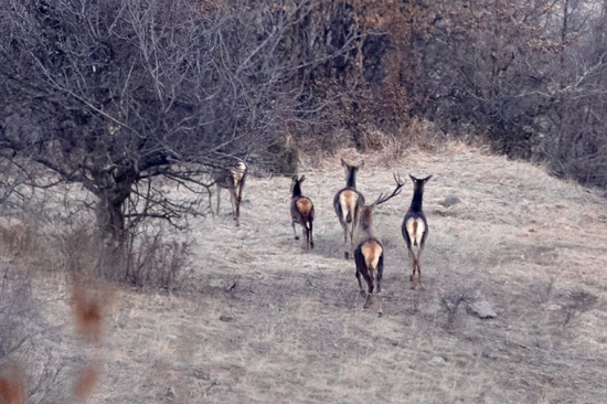 Veľký šéf/ s hlavou nabok/