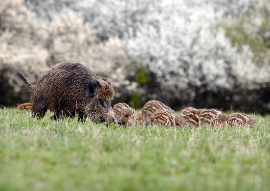 Mami, a kam to ideme?