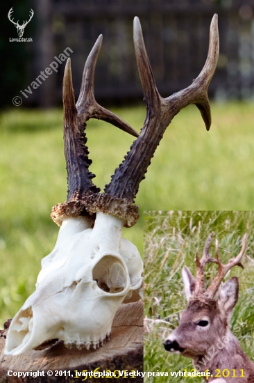 ulovený