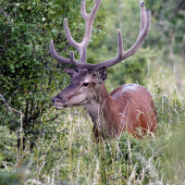 jeden z večných osmorákov