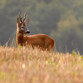 Jeden pre zberateľov
