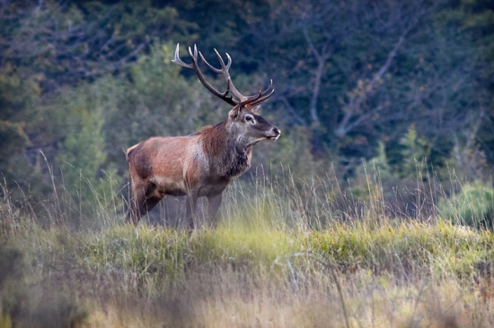 Už sa neviem dočkať...