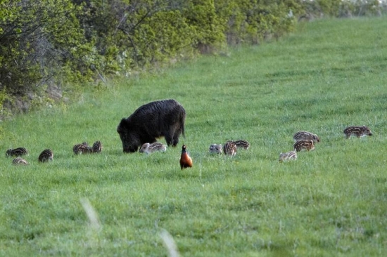ako prasiatko bažanta hnalo ...