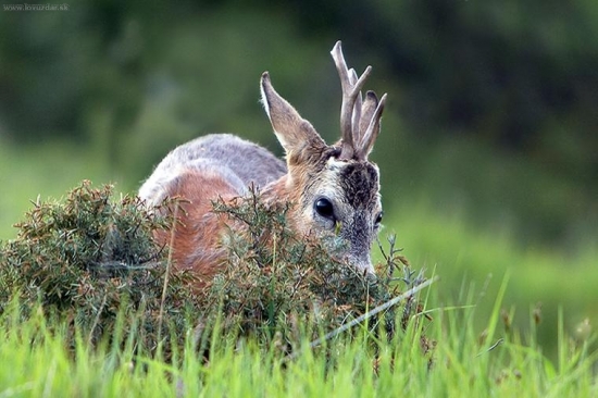 Srnec lesný /Capreolus capreolus/