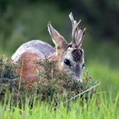 Srnec lesný /Capreolus capreolus/