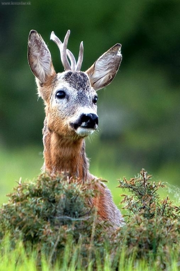 Srnec lesný /Capreolus capreolus/
