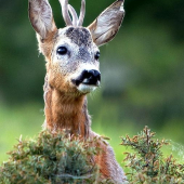 Srnec lesný /Capreolus capreolus/