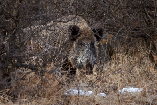 Strašidlo pod kríkom