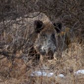 Strašidlo pod kríkom