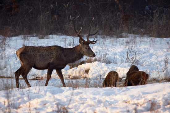 Tri prasiatka a jeleň