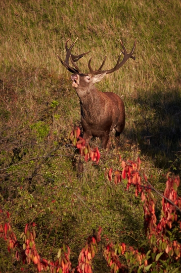 Pri jednej čerešni